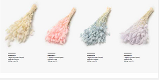 Lagurus - Code di Lepre Essicate (SCEGLI IL COLORE)