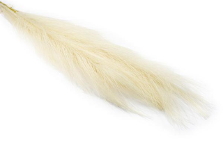 Pampas a Ramo 75cm 1pz (SCEGLI IL COLORE)