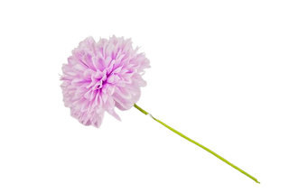 Baratti - Ortensia Sfera Media - 7cm 12pz (SCEGLI IL COLORE)