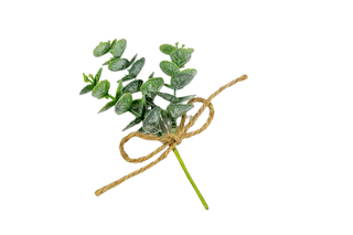 Baratti - Rametto Eucalipto 15cm - 12pz