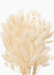Lagurus essiccati naturali, erba coda di coniglio, fiori secchi beige Lagurus essiccati naturali, erba coda di coniglio, fiori secchi beige