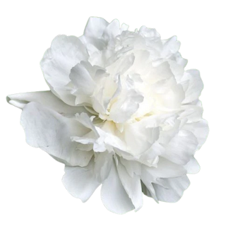 Fiore Peonia Piccola (SCEGLI IL COLORE)