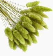 Fiori secchi con code di coniglio, pampa secca naturale Fiori secchi con code di coniglio, pampa secca naturale
