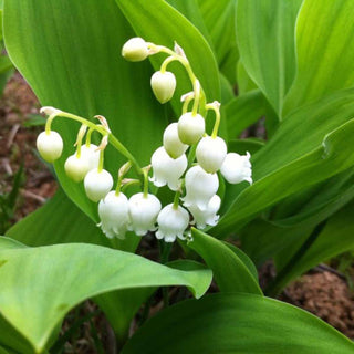 French Scented Salts for Bags: Lily of the Valley