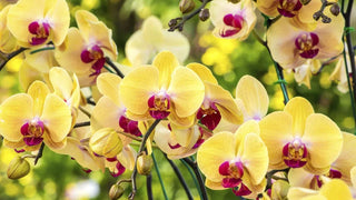 French Scented Salts for Bags: Orchid